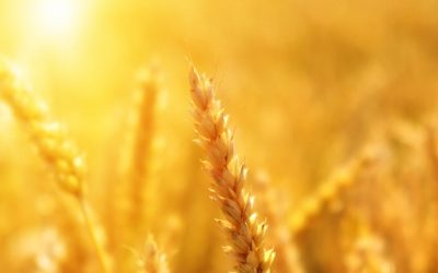 ¿Son los alimentos sin grano tan saludables como creemos?