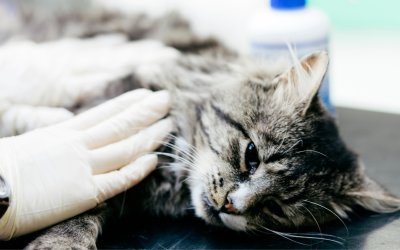How to Monitor Cat Heart Rate in a Veterinary Clinic