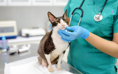 Stress in Animals: What It Is, Why It’s Dangerous and How to Reduce It in Veterinary Clinics