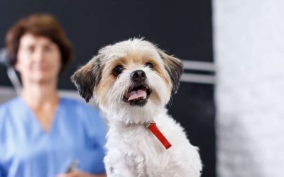 mHealth: What Is It and How Does It Differ from eHealth in the Veterinary Sector?