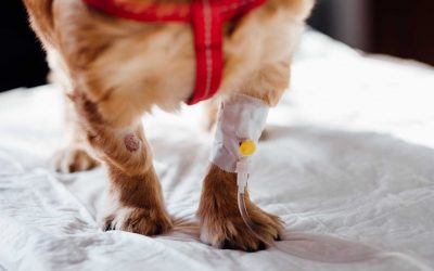 Veterinary Technology and Profitability: How Are They Related?