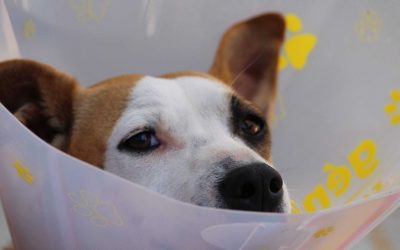 Big Data in Healthcare: How Is It Revolutionising the Veterinary Industry?