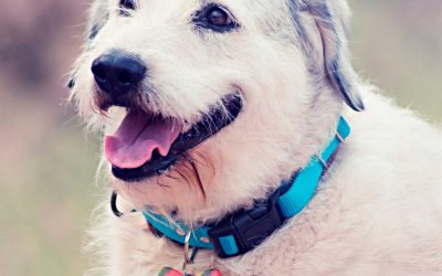 Veterinary Marketing Plan: How to Create One for Your Clinic
