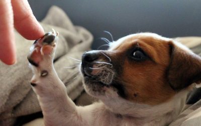 Telemedicine Devices: How They Can Grow Your Veterinary Clinic