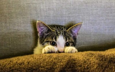 How to Monitor Pet Health in a Veterinary Practice