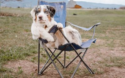 Heart Problems in Dogs: What Are the Symptoms?