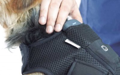 What Is Wearable Technology and How Is It Used in Veterinary Medicine?