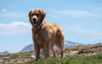Preventive Medicine for Animals: What Vets Need to Know