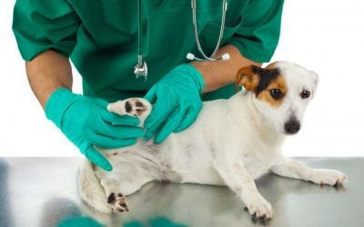 Vet Tech: The Latest Trends and Tools