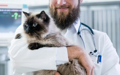 Veterinary Business Development: How to Exponentially Grow Your Clinic
