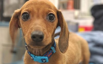 Telemedicine in Veterinary Practices: What It Is and Why You Should Bet on It