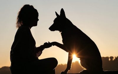 Salud digital en el sector veterinario: todo lo que debes saber