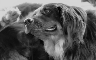 Veterinary Diagnostics: How They Can Be Improved With New Technologies