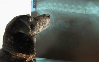 What Is Medical Technology and How Can It Be Used in Veterinary Medicine