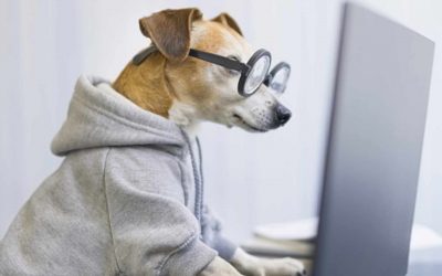 Artificial Intelligence in Veterinary Medicine: Is It Possible?