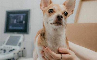 Cómo tomar el pulso a un perro