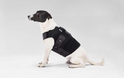 Monitor cardíaco: uso y beneficios en veterinaria