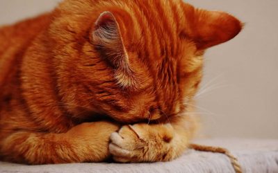 14 herramientas gratuitas para la gestión de tareas de tu clínica veterinaria